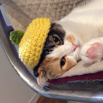 (送料込み)猫ちゃん用ベレー帽※イエローグリーン