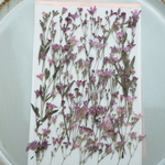 押し花かすみ草（訳あり）