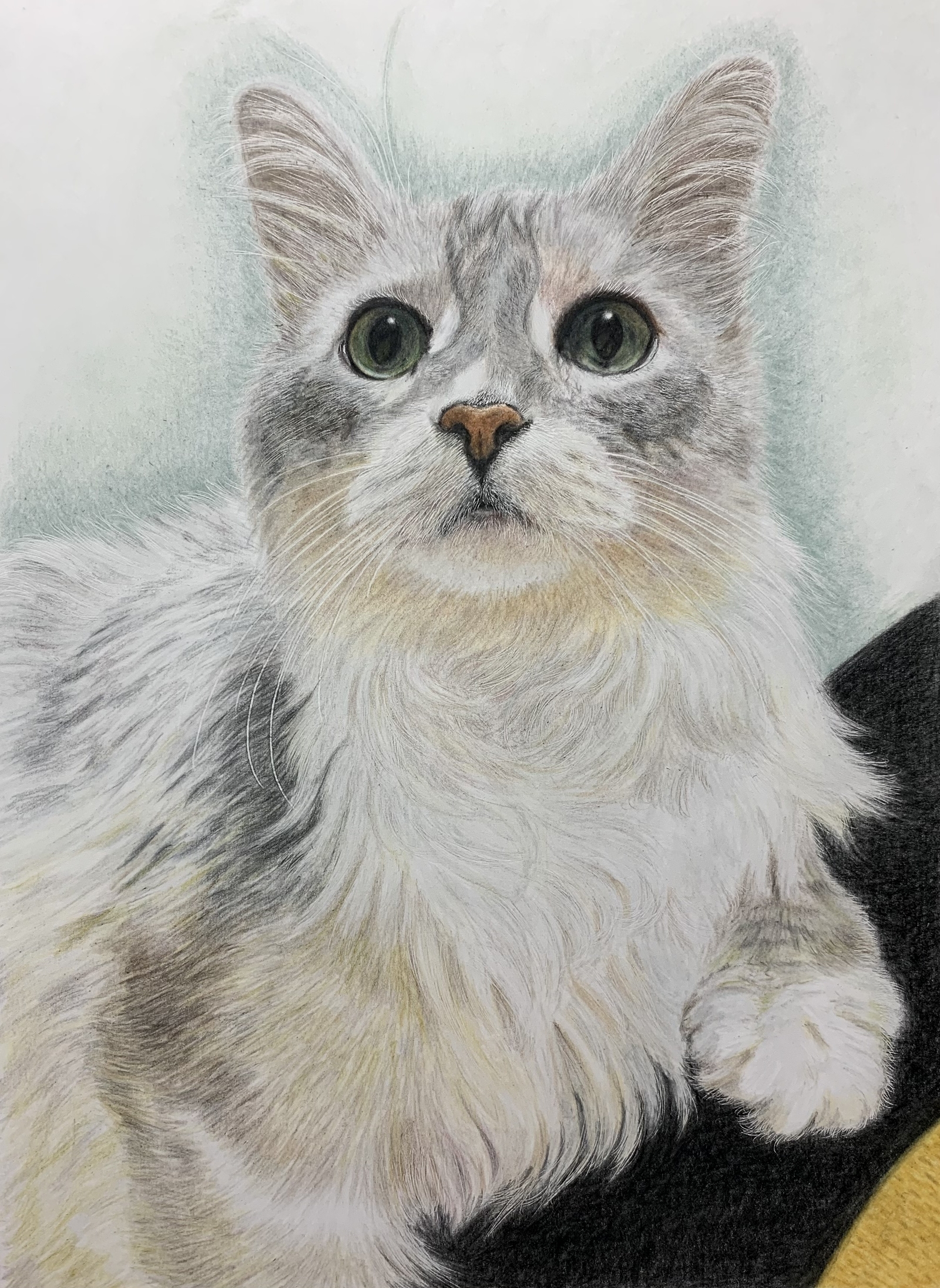 ペットの似顔絵 ネコ似顔絵 オーダーメイド リアル イラスト