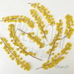 押し花素材　ミモザ単品