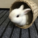 うさぎ 羊毛フェルト ネザーランドドワーフ ミニうさぎ 白うさぎ ホワイト