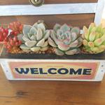 多肉植物のアンティーク木箱寄せ植え♪ウェルカムピンク