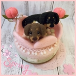 くっつき雛　ダックス☆ブラックタン　チョコタン☆羊毛フェルト　ひな祭り