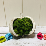 ブッタナッツ　手作りキット　レシピ付き