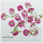 No.5 押し花　〜 アリッサム