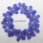 No.1 押し花　〜デルフィニウム