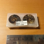 アンモナイト標本
