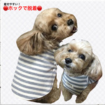 ぱっちん♪シンプルボーダー（オフ×グレー）着せやすい犬服