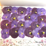 ♡new♡送料無料 ☆ビオラ☆ 押し花セット