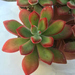 錦晃星☆エケベリア☆多肉植物
