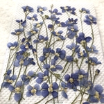 ヘリオフィラの押し花