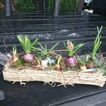 春の喜び〈芽だし球根たち〉🐦
