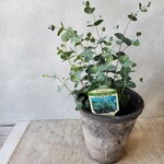 ユーカリ ポプルネア/グニー/ポポラス　植物のみの場合880円