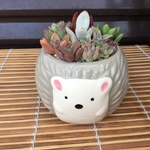 ⭐️寄せ植え⭐️このまま飾れます✨