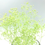 かすみ草＊ミントグリーン＊＜ブリザード＞