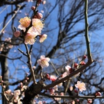 marena様　専用ページ