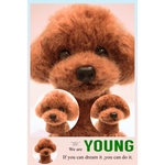 プードルおすわり動物犬ぽんぽん