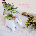 新作♡デスクに置く癒しのlovelyグリーン『ユニコーン』トラディスカンチア植え