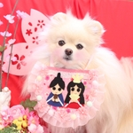 ひな祭り🌸プレミアムあぶちゃん💖