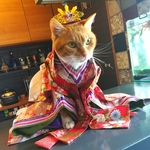 猫のお雛様　B