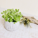爽やかなミントの香り『アロマティカス』鉢植え　観葉植物　インテリア(No.465)