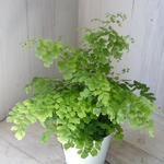 涼しげ♡アジアンタム♡フレグランス♡観葉植物♡4号鉢♡
