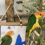 ⌘止まり木🐥【ロング】⌘