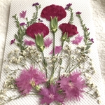 カーネーションの押し花