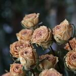 少しアンティーク サニーベイブ スプレーバラの Dry Flower（12輪：3本）