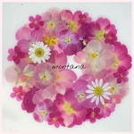 562.押し花アソート〜ピンク系　お花　mix 押し花素材