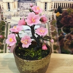 ミニチュア盆栽〈桜〉Sサイズ