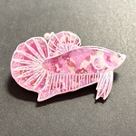 チェリーブロッサムベタ🌸