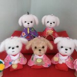 【ご依頼品】マルチーズちゃんお雛様🌸
