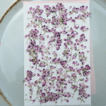 押し花エリカ
