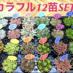 送料無料‼️購入OK❗️【★大人気の多肉植物12苗SET★再販❗️カラフル12苗セット
