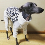 イタリアングレーハウンドロンパースLサイズ