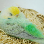 お昼寝　セキセイインコ　レインボー　メス　1512101
