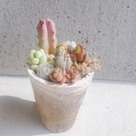 🆕ミニアンティークモスポットの春待ち寄せ植え❁