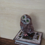 キンメフクロウ 