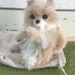  ※送料無料※おでかけちゃん　ポメラニアン