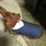 犬服‼︎ダックスS  キルトブルー