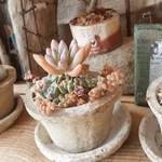 🆕アンティークモスポットの春待ち寄せ植え❁（受け皿付き）
