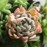 多肉植物☆ラズベリーアイス×パープルバタフライ☆カット