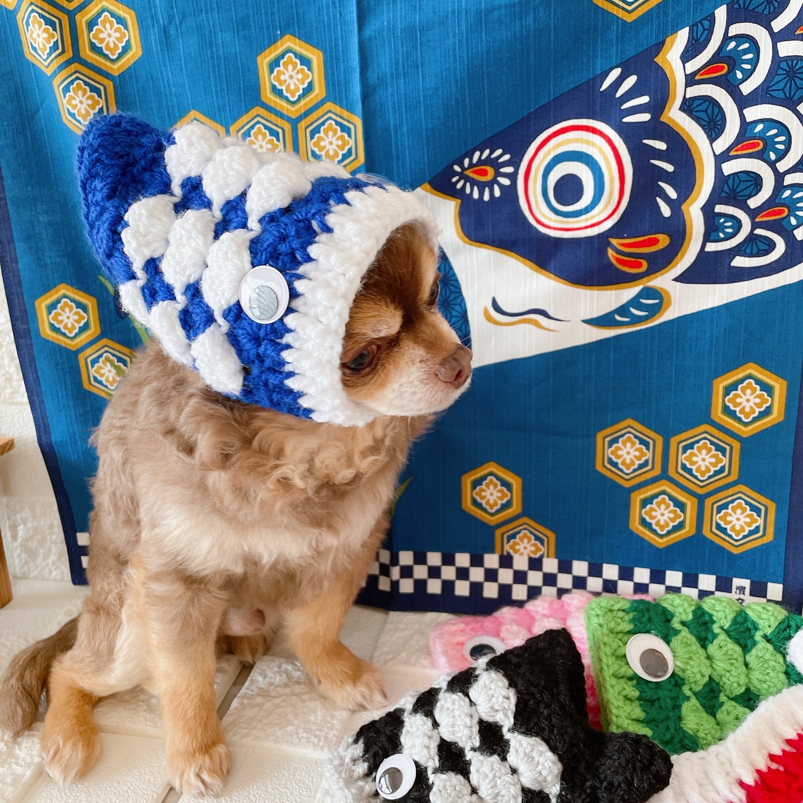 再販） 犬鯉のぼり 帽子パックンされちゃった🎏 - KEMISHOP'S GALLERY