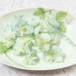   柏葉紫陽花　あじさい　カシワバアジサイ　プリザーブド　ライムブルー