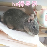 ha様専用