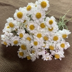 ドライフラワー 花かんざし 茎付き 50本
