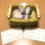 おめでとうギフト♡セキセイインコちゃん（ブルーホワイト）