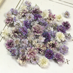 かすみ草　ドライフラワー　purple gradation