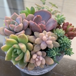 多肉植物　セダム  抜き苗&カット苗　アソート　